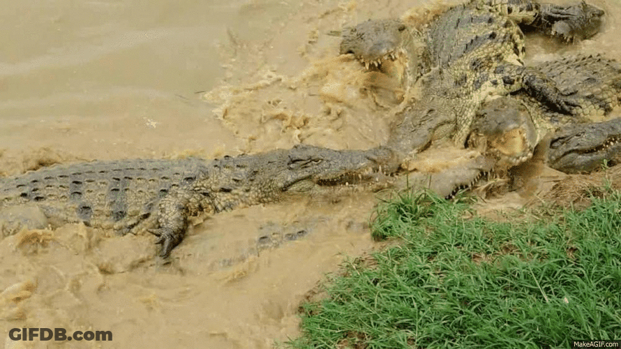 Crocs Fighting For Food GIF