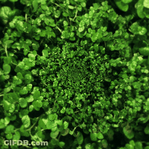Crop Green Plants GIF