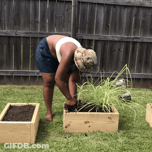 Crop Planting On Sunny Day GIF
