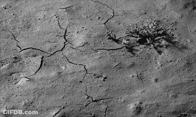 Crop Soil Crack GIF