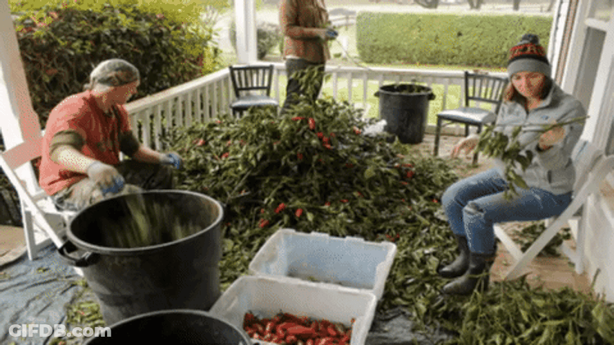 Crop Sort Time Lapse GIF