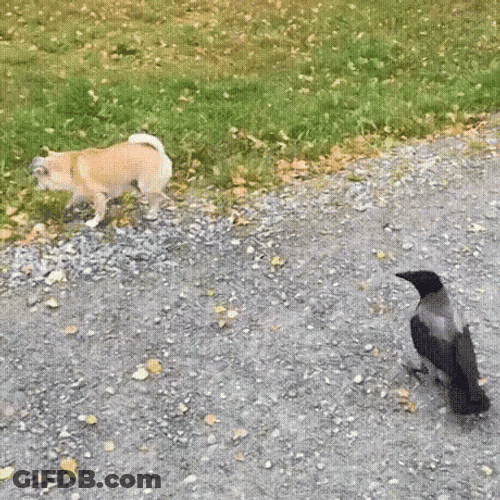 Crow Annoying A Dog GIF