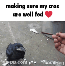 Crow Being Fed With Spoon GIF