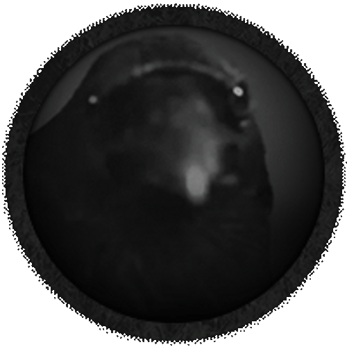 Crow Circle Avatar GIF