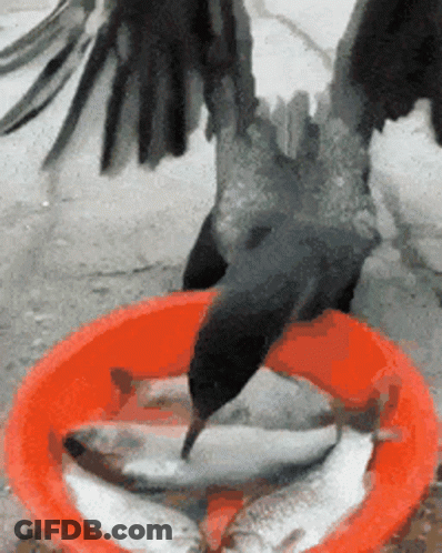 Crow Eating Fish From Red Bowl GIF