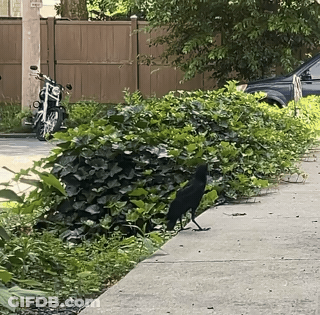 Crow Flies Into Fence GIF