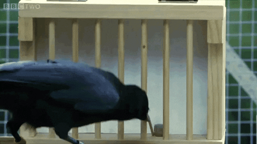 Crow Grabbing Cube From Cage GIF