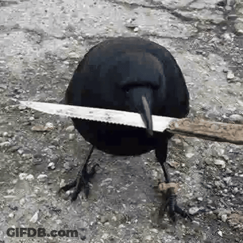Crow Holding Knife In Beak GIF