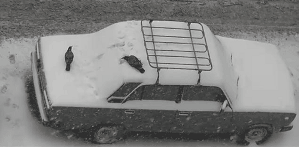 Crow Rolling Off The Car GIF