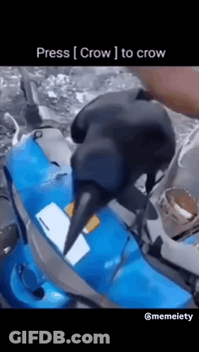 Crow Standing On Blue Kayak Press Crow To Crow GIF