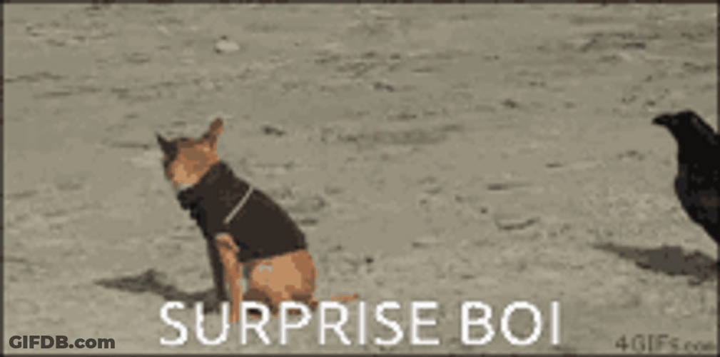 Crow Startled Dog Scary Surprise Funny Reaction GIF