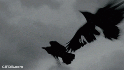 Crow Wearing Crown And Nike Sneakers GIF