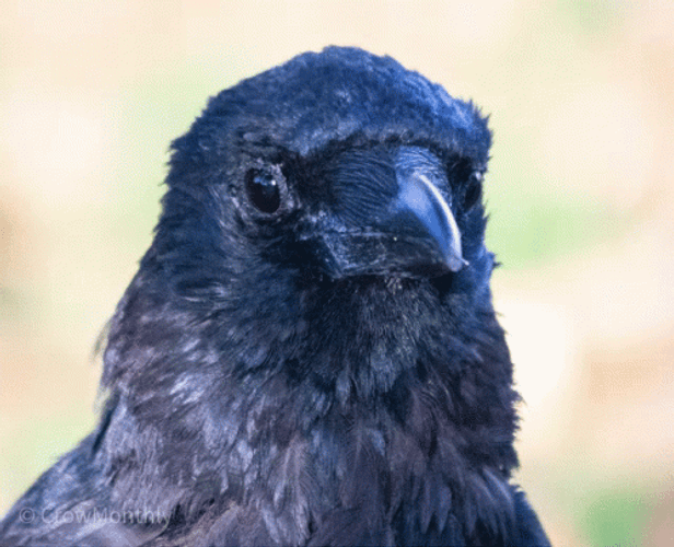Crow Winking GIF