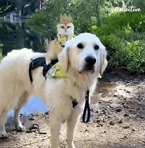 Crowned Cat Riding Cute Dog In Lake GIF