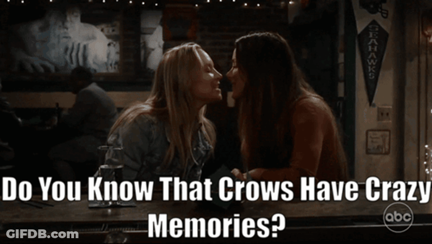 Crows Have Crazy Memories GIF
