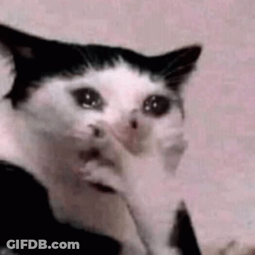 Crying Black And White Cat Covering Face With Paws GIF