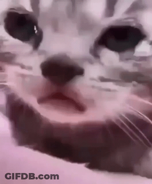 Crying Cat GIF