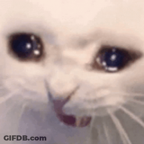 Crying Cat GIF