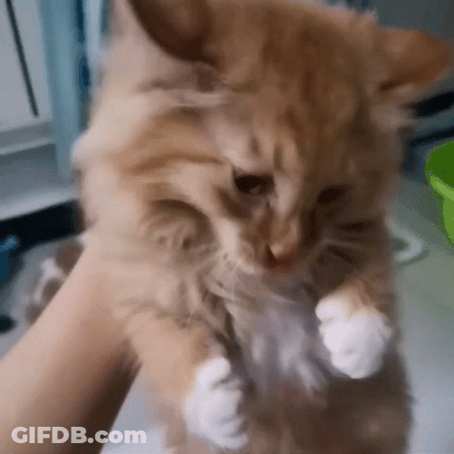 Crying Cat Carrying On Hand GIF