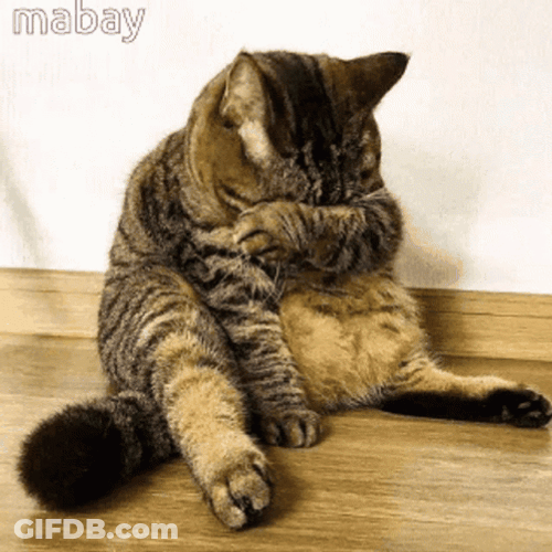 Crying Cat Covering Eyes GIF