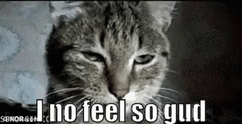 Crying Cat Im Sick GIF