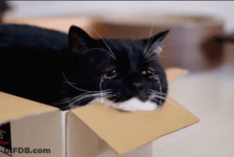 Crying Cat Inside The Box GIF