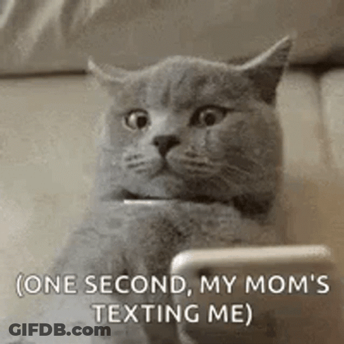 Crying Cat Mom Is Texting Meme GIF