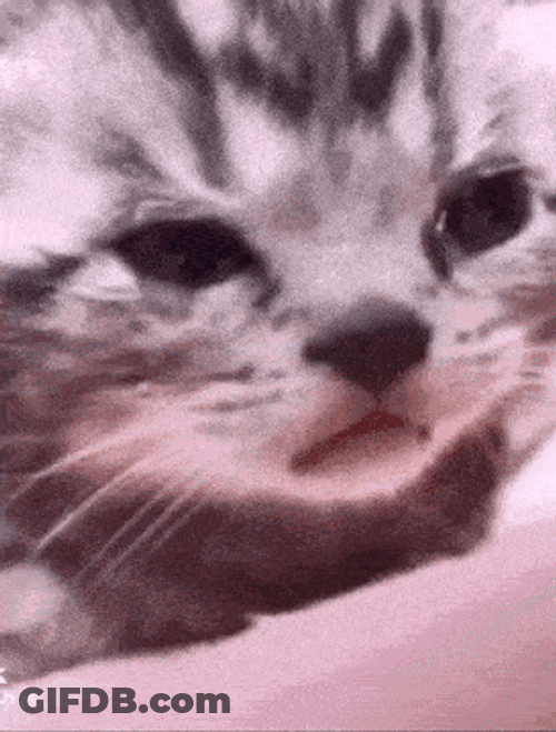 Crying Cat Sad Cat GIF