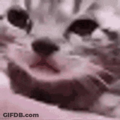 Crying Cat Sad Meme GIF