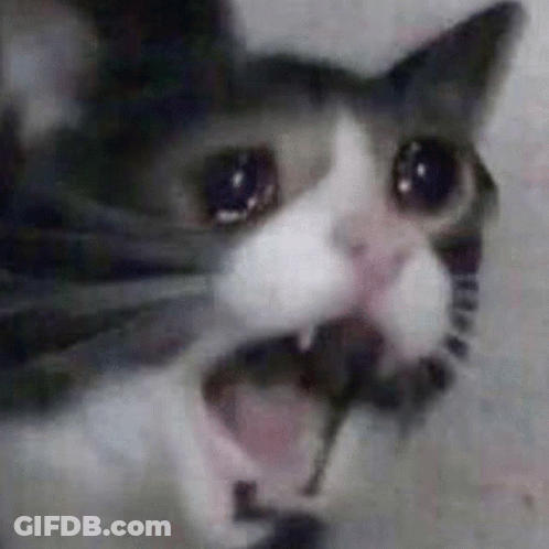 Crying Cat Screaming Meme GIF