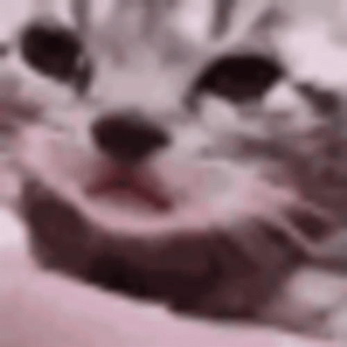 Crying Cat Sobbing GIF
