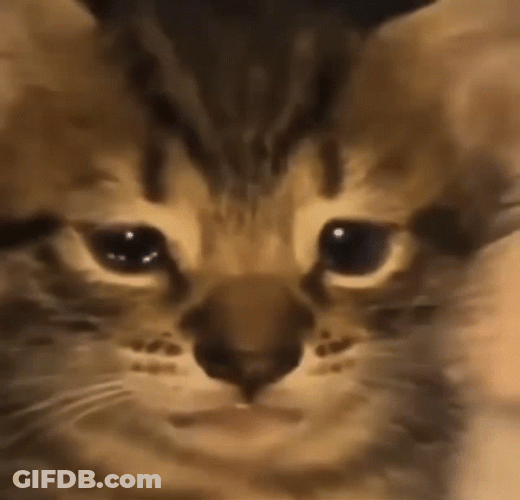Crying Cat Sobbing GIF