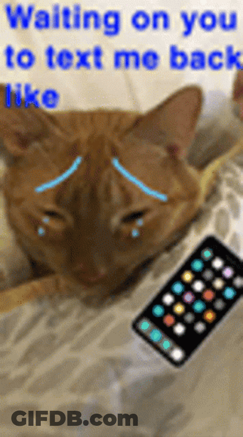 Crying Cat Texting To Wait For Reply GIF
