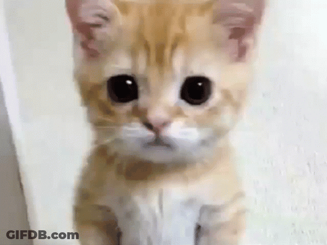 Crying Cat Waiting Patiently GIF