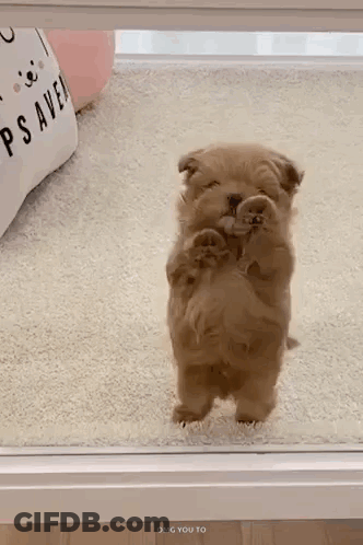 Crying Girl GIF