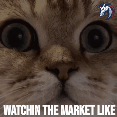 Crypto Cat Watching The Market GIF