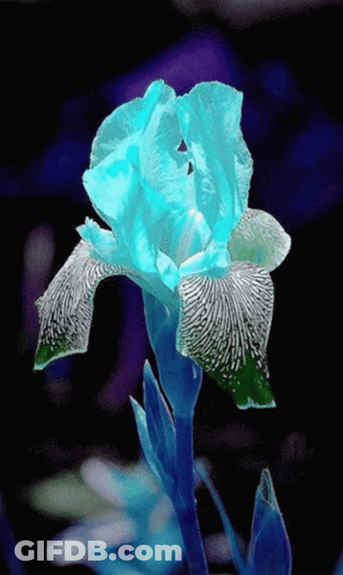 Crystal Rose Flashing Colors GIF