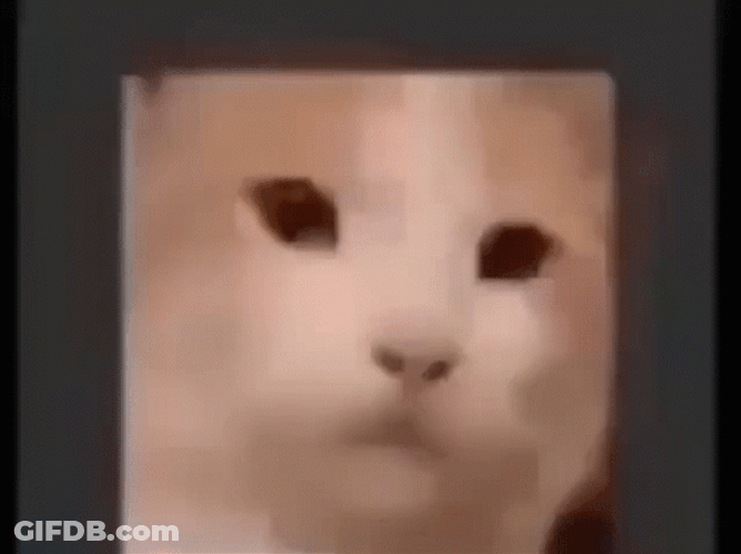 Cube Head Spinning Cat GIF