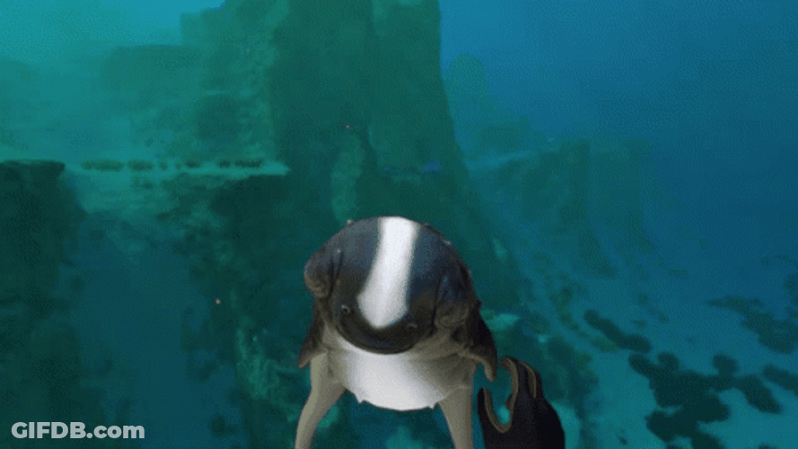 Cuddle Fish Subnautica GIF