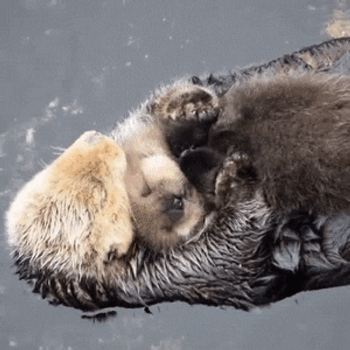 Cuddles Mother Sea Otter GIF