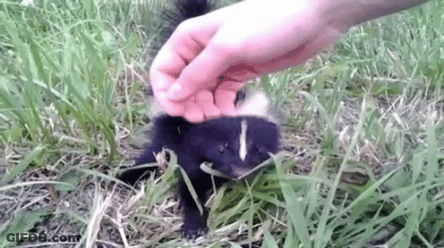 Cuddling Cute Baby Skunk GIF
