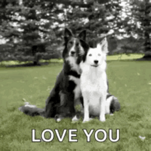 Cuddling Dogs I Love You Funny GIF