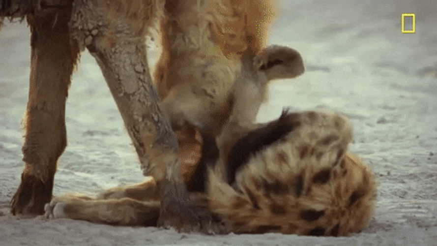 Cuddling With Mother Hyena GIF