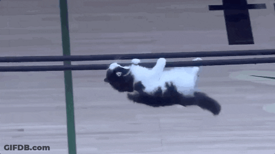 Cuddly Acrobatic Cat Is Hanging In There GIF