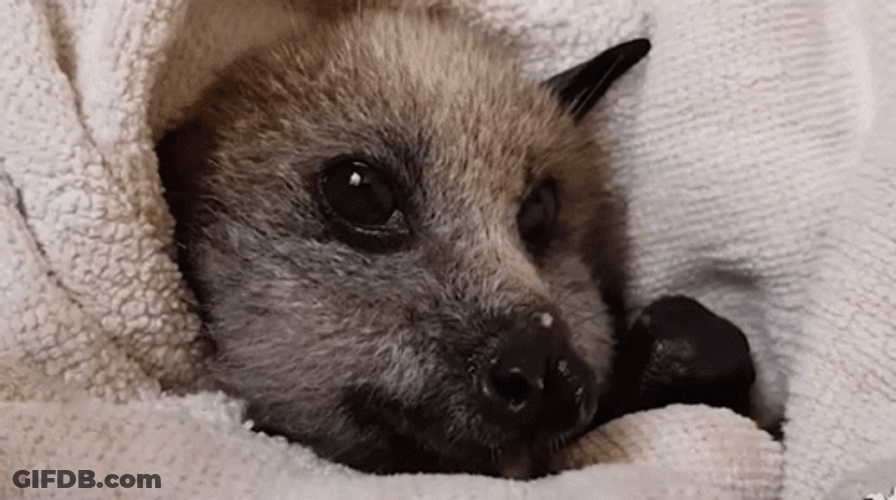 Cuddly Baby Bat Chewing GIF