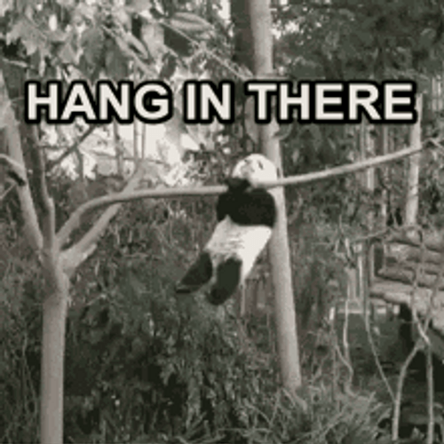 Cuddly Panda Hanging On Tree There GIF