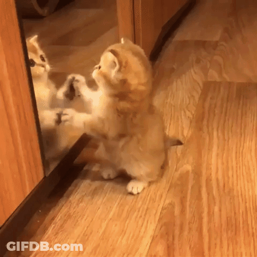 Cuite Kitty In Mirror GIF