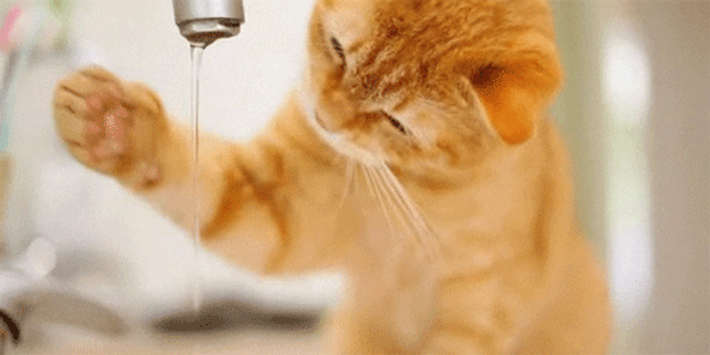 Curious Baby Kitty GIF