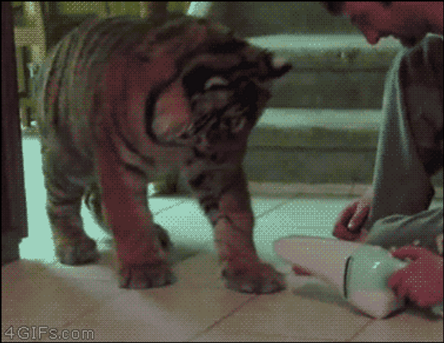 Curious Baby Tiger GIF