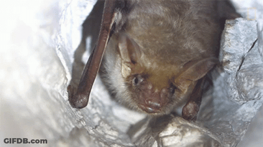 Curious Bat Staring Looking Around GIF
